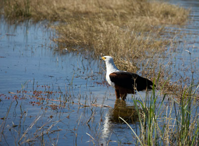 A fish eagle in the Chobe River.