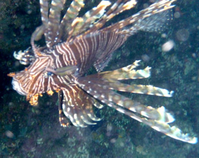 Lionfish are endemic to the South Pacific but are now proliferating in the Caribbean. Photos: Milum