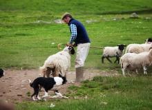 At Leault Working Sheepdogs near Inverness, Scotland, a shepherd and his well-trained dogs show how to bring in the sheep from the pastures.