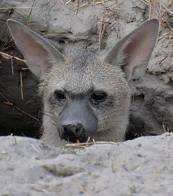 Aardwolf in its den near Splash Camp. Photos by Cynthia Kennett